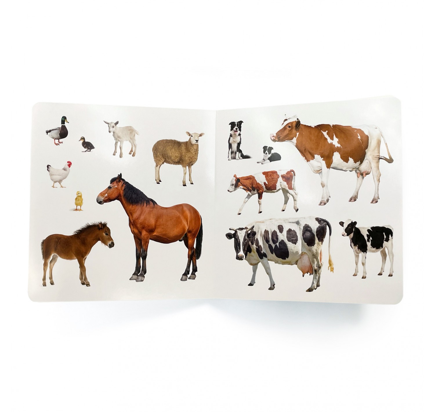 nowordbooks animals domestics