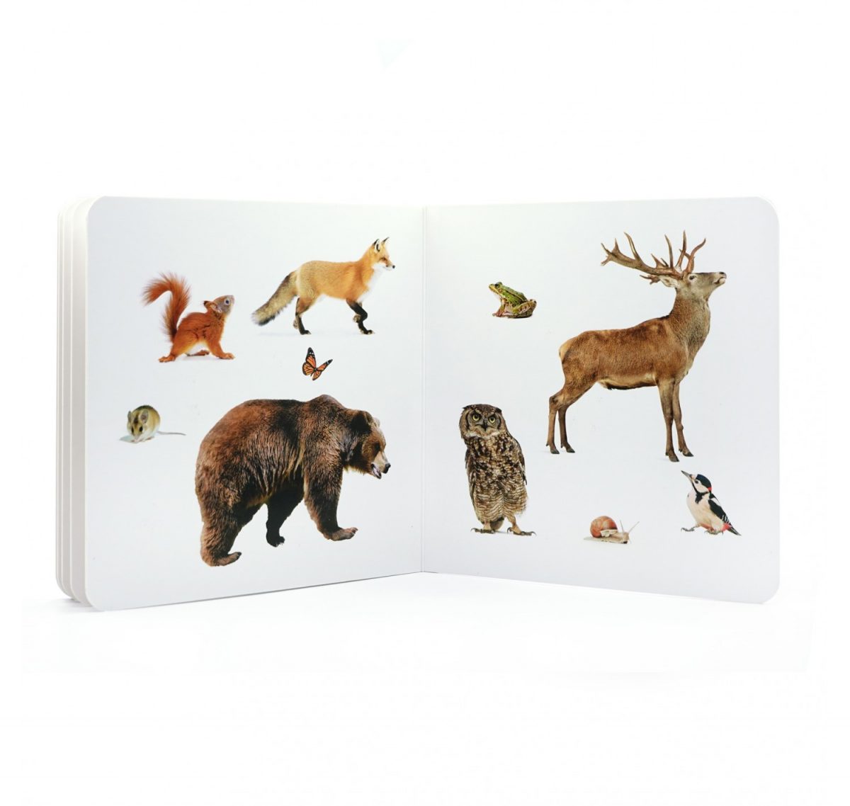 nowordbooks animals del bosc