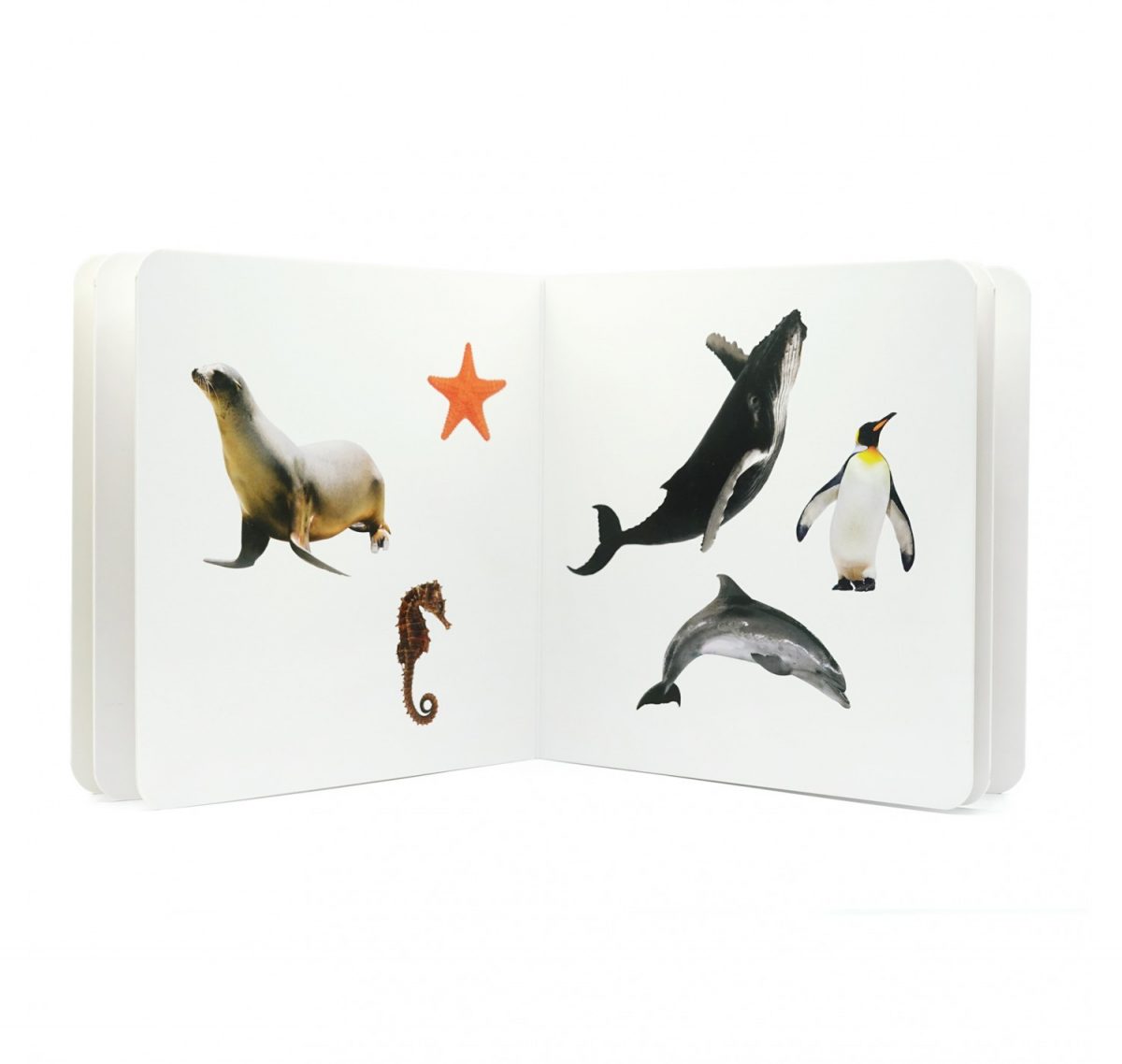 nowordbooks animals marins