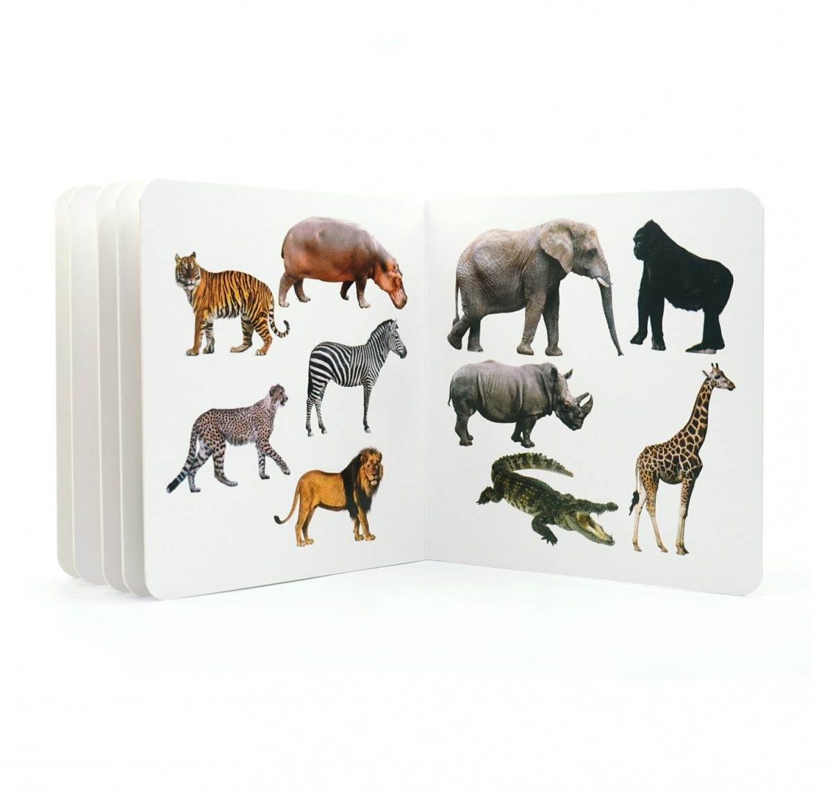 nowordbooks animals salvatges