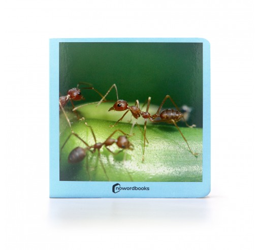 Libro de fotografías de los animales más pequeños de la naturaleza que se ven a simple vista. Se incluyen fotografías de hormigas (portada), mosquito, mariquita, mosca, cienpies, gusano, lagartija, escarabajo, abeja, araña y saltamontes.