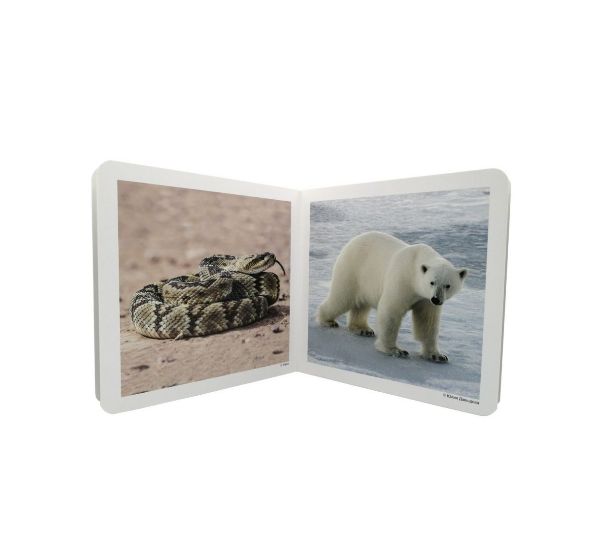 Libro de fotografías de animales Salvajes. Diez fotografías individuales de: lobo (portada), panda, orangután, jabalí, águila, serpiente, oso polar, coala, canguro, cabra montés y tortuga.